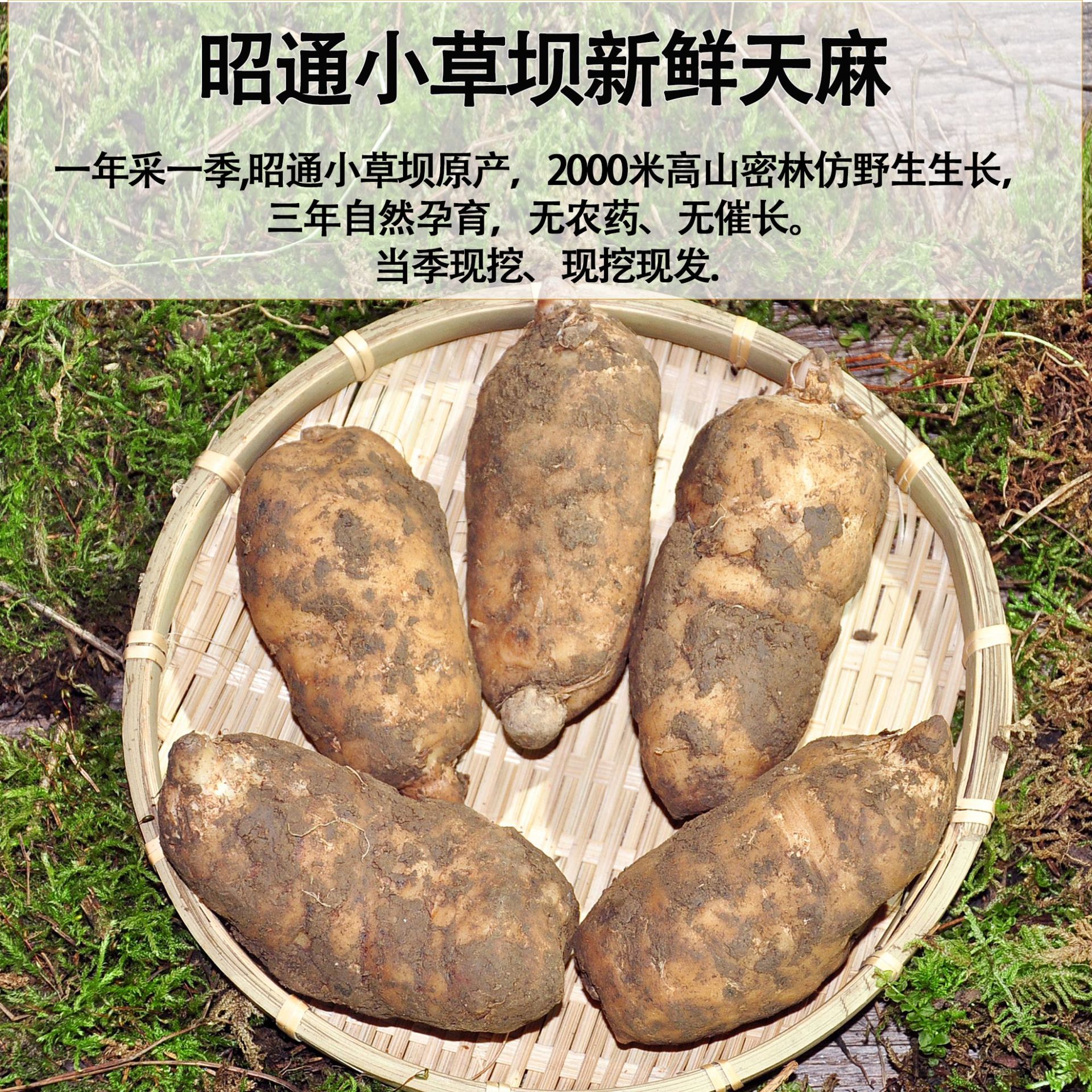 Fresh Gastrodia Root Yunnan Xiaocaoba Tian Ma 500g Wild Grown High Mountain Fresh Dug - Image 2