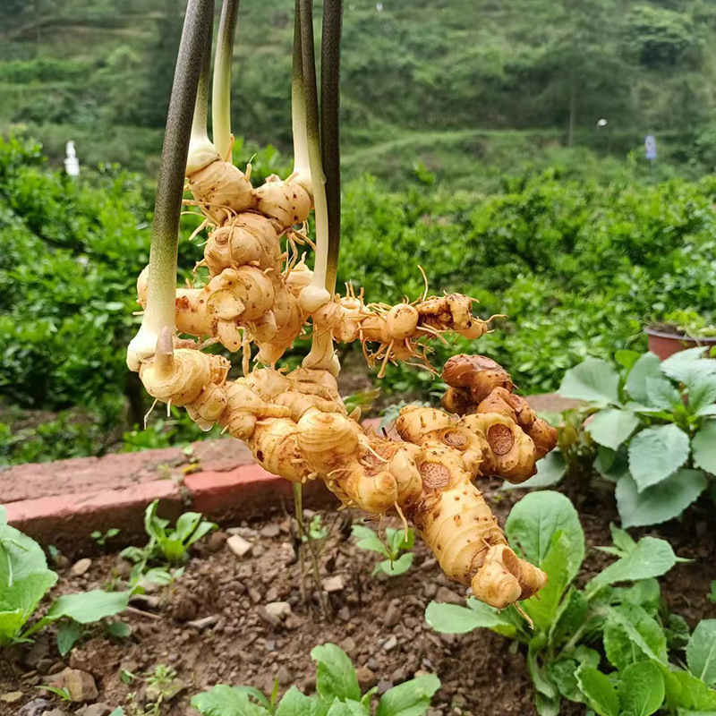 Wild Polygonatum Rhizome Huang Jing 1500g Whole Root for Soup and Herbal Wine - Image 4