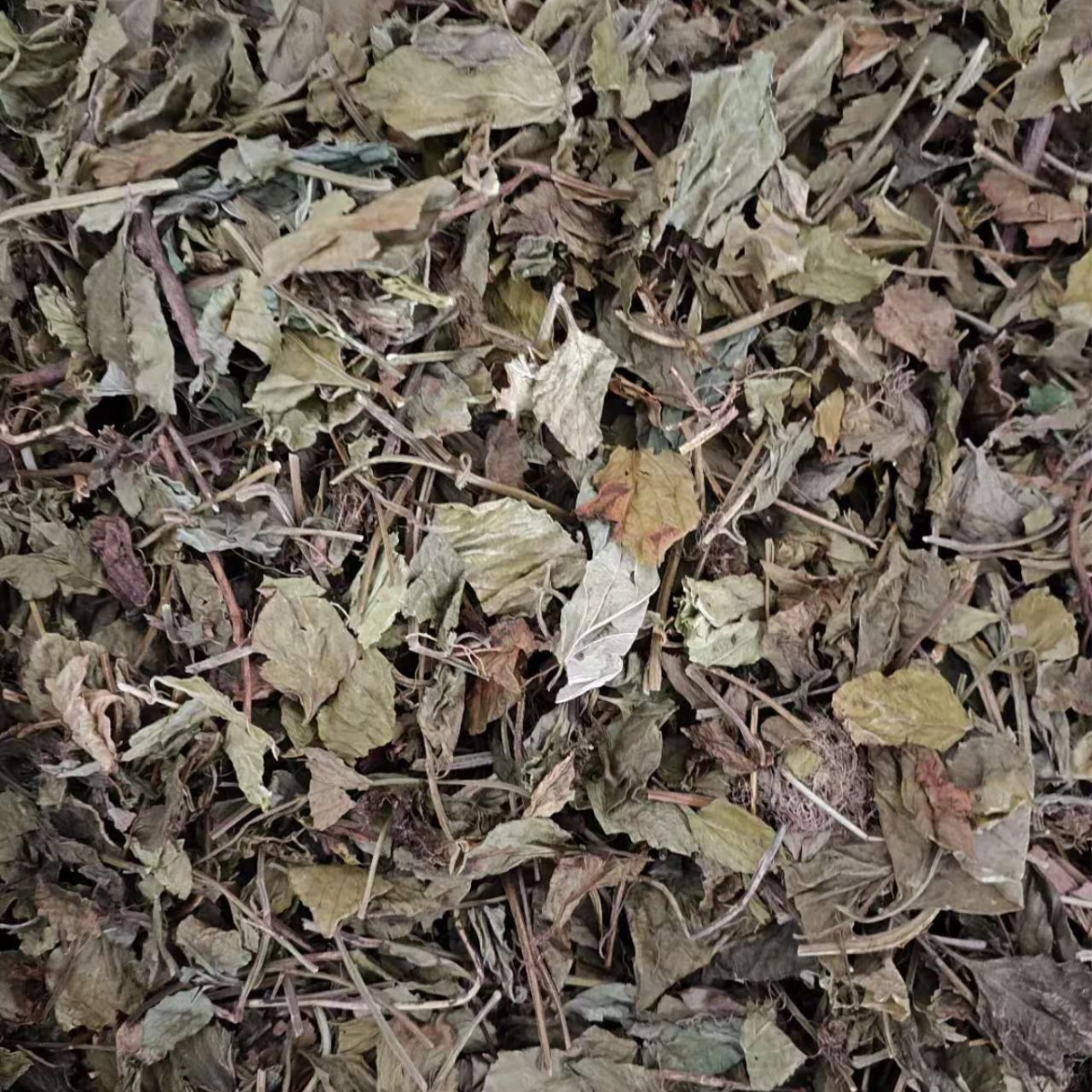 Ling Ling Xiang Powder (Lysimachia foenum-graecum) — Dried Aromatic Herb, 500g - Image 4