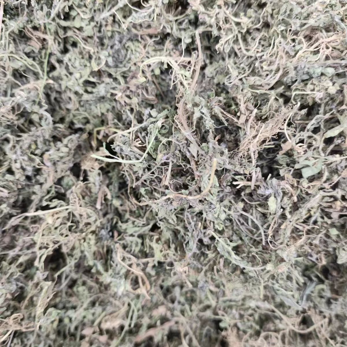 E Bu Shi Cao Powder (Centipeda minima) — Dried Food Herb, 500g - Image 2