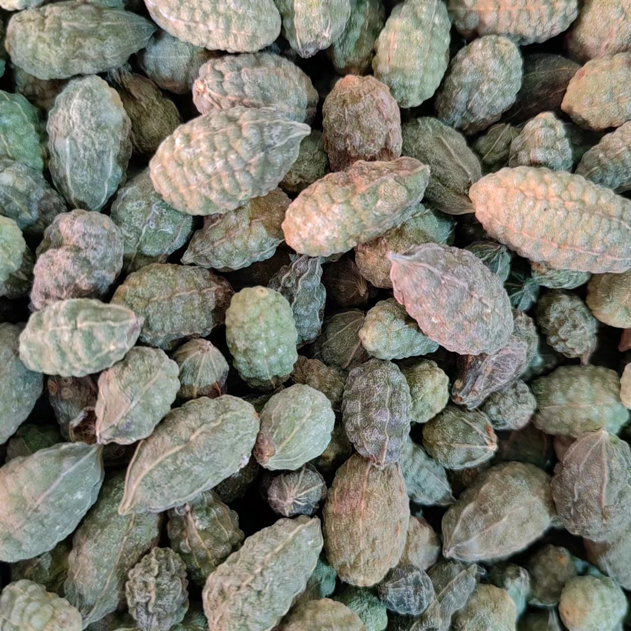 Wild Watermelon Fruit (Capparis spinosa) — Dried TCM Herb, 500g, Powder Available - Image 2