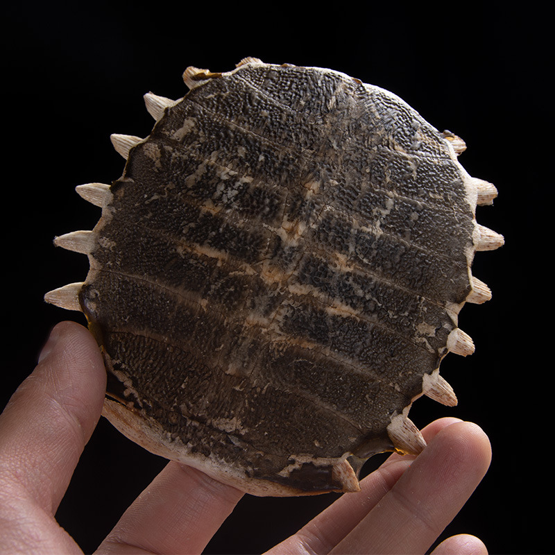 Whole Turtle Shell Bie Jia 鳖甲 Dried Chinese Herbal Material for Decoction or Grinding 1 Piece 11-12 cm - Image 2