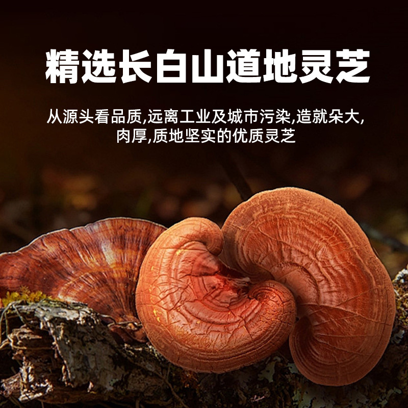 Reishi Mushroom Spore Powder 100g Ling Zhi Chi Zhi Cell Wall Broken for Daily Wellness - Image 2