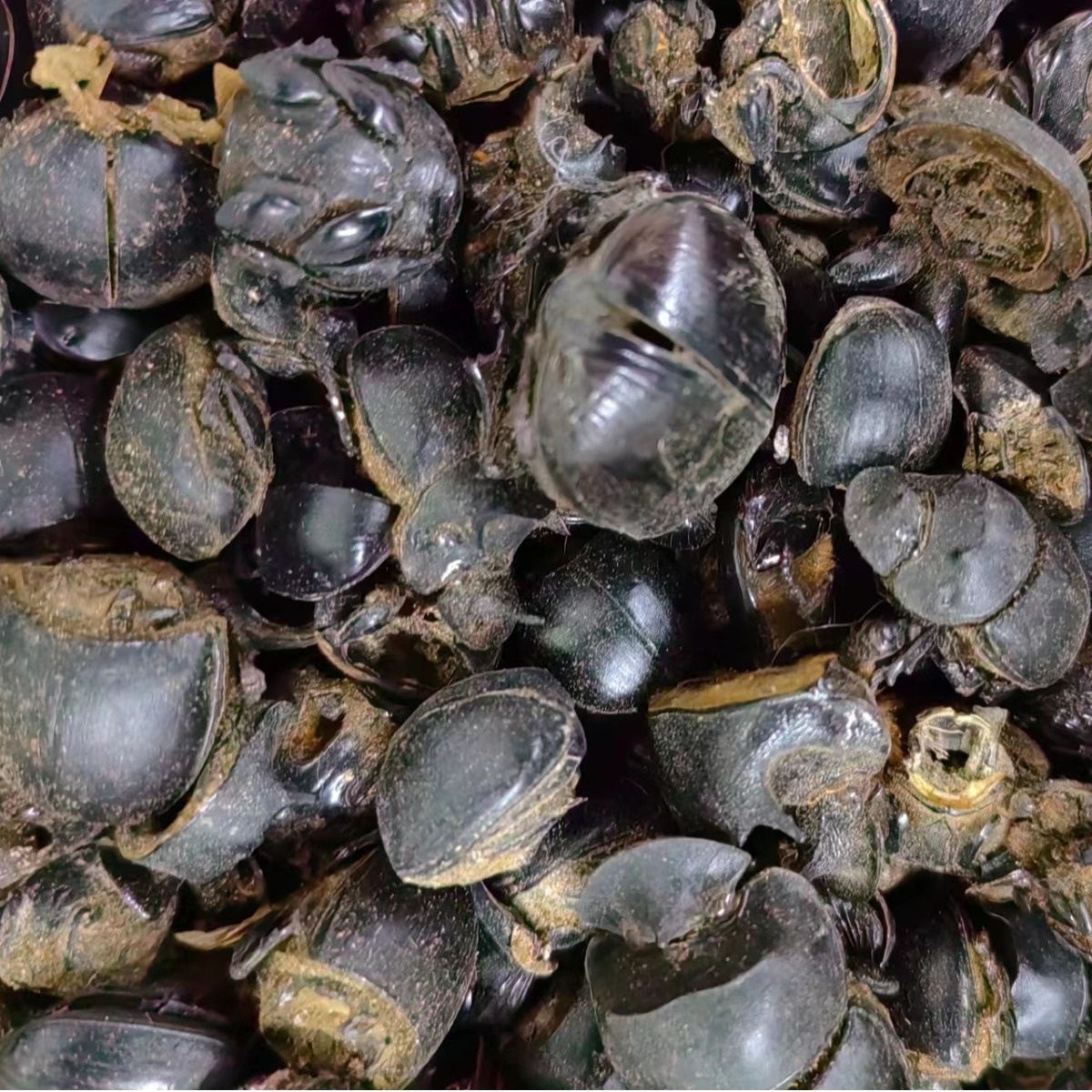 Qiang Lang Chong (Catharsius molossus) — Dried Dung Beetle for TCM Herbal Use - Image 4