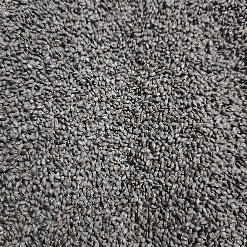 Lan Xiang Zi (Ocimum basilicum) — Basil Seeds for Herbal Drinks & Desserts - Image 4