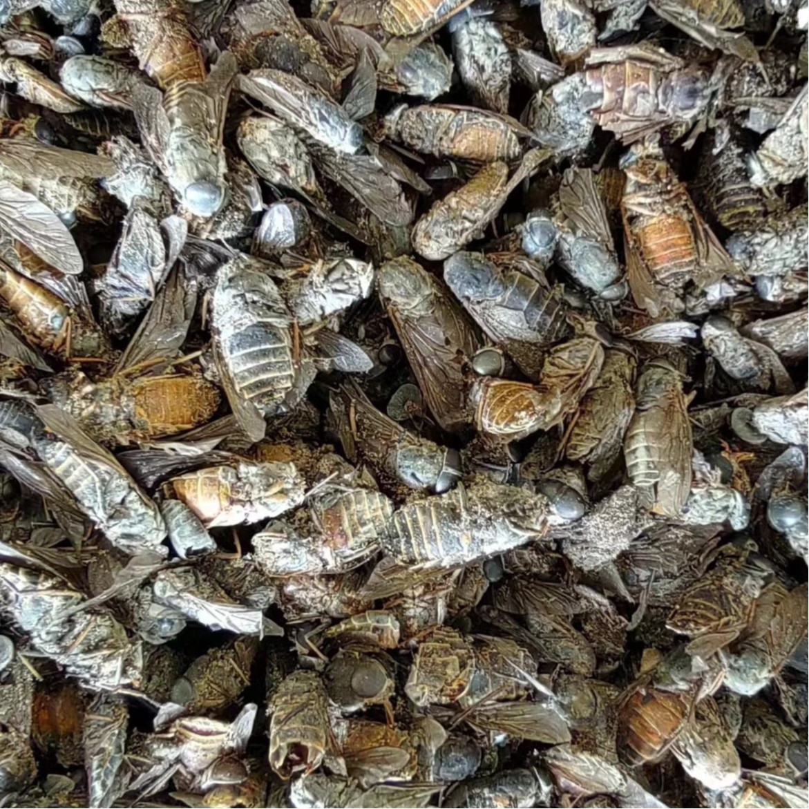 Niu Meng Chong (Tabanus bivittatus) — Dried Gadfly Herb for TCM Decoction & Powder - Image 5