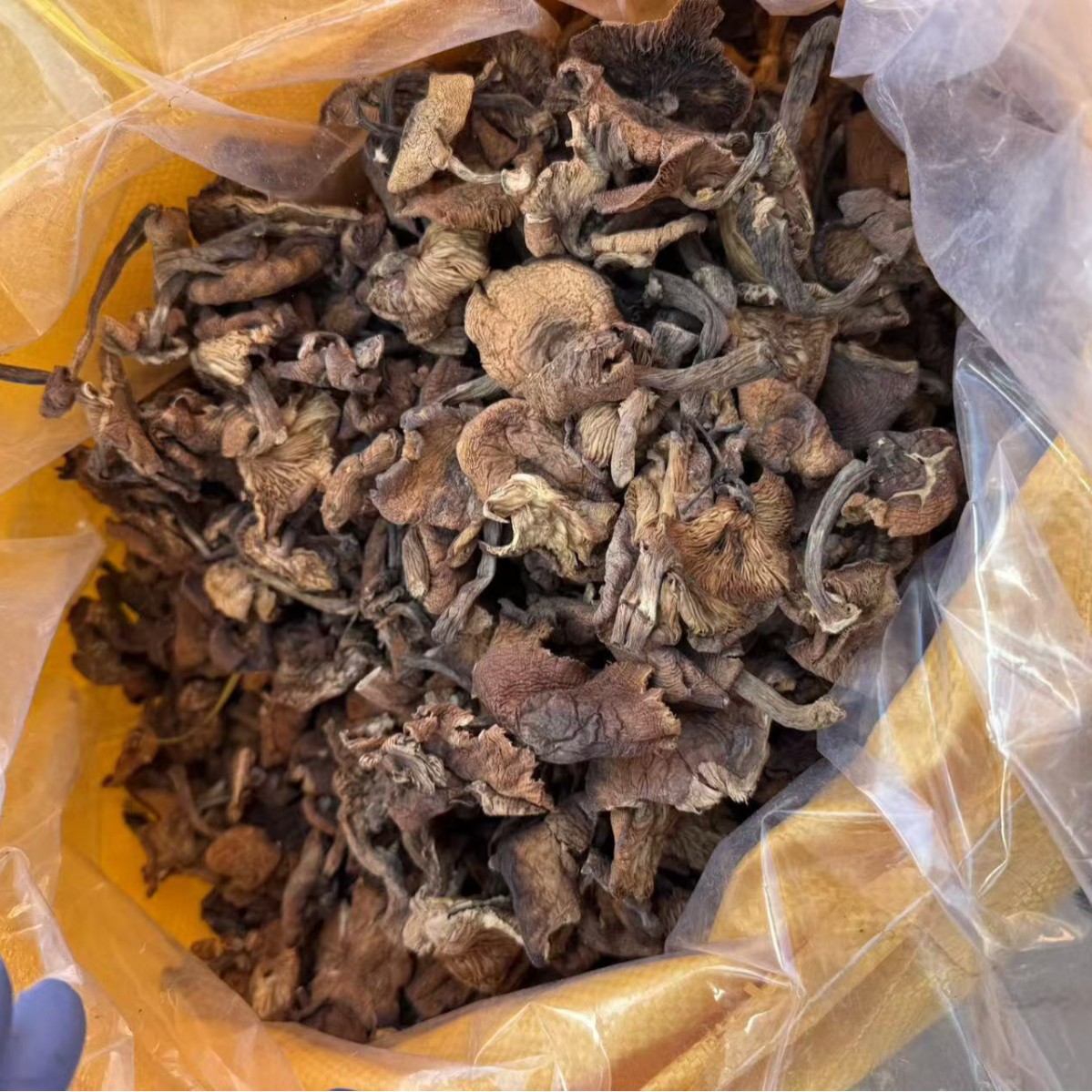 Dried Hazel Mushroom Slices Northeast China Zhen Mo 500g Wild Forest Mushroom for Soup and Stew - Image 4