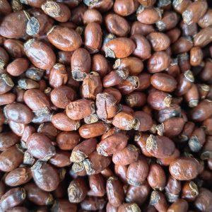 Lychee Seed (Litchi chinensis) — Dried Food Herb, Whole Seed & Powder