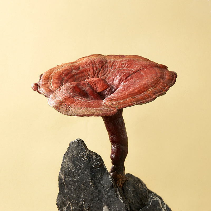Dried Reishi Mushroom Slices Ling Zhi 100g Bagged Raw Herb for Tea and Soup - Image 2