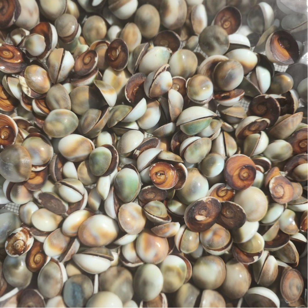 Tai Ji Shi (Taiji Stone) — Traditional Chinese Mineral Herb, 500g, Custom Grinding Available - Image 5
