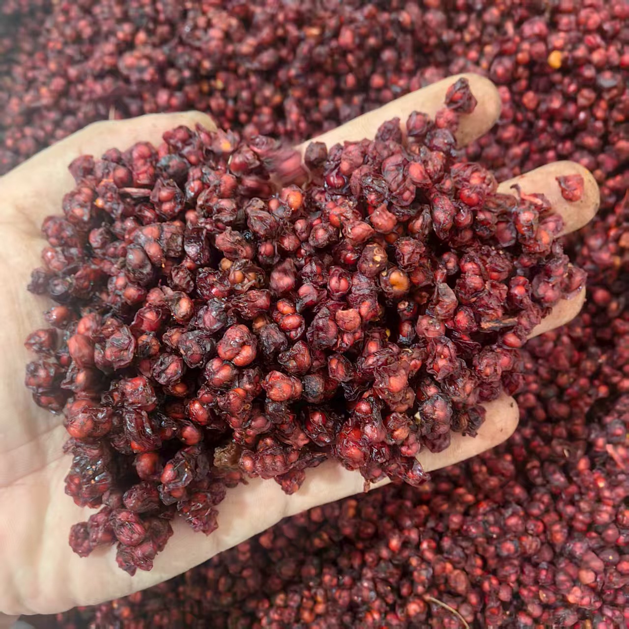 Dried Schisandra Berries Wu Wei Zi Whole Fruit 500g Sun Dried Northeast China Herb for Tea and Decoction - Image 2