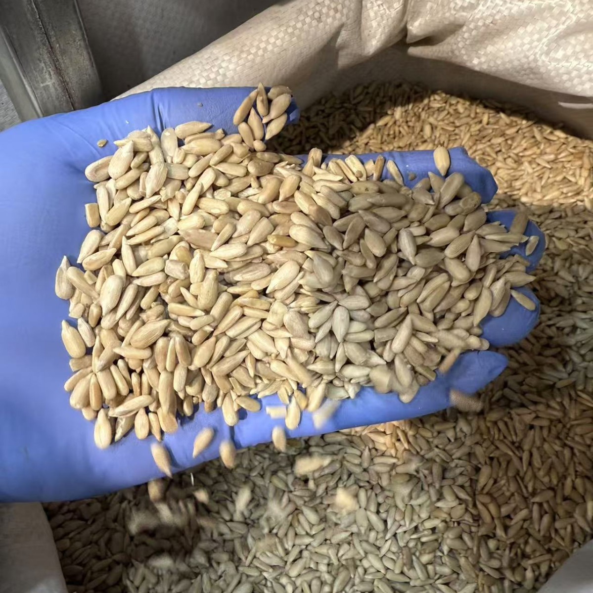 Sunflower Seed Kernels Kuihua Ziren Raw Shelled Sunflower Seeds for Snacking and Baking - Image 4