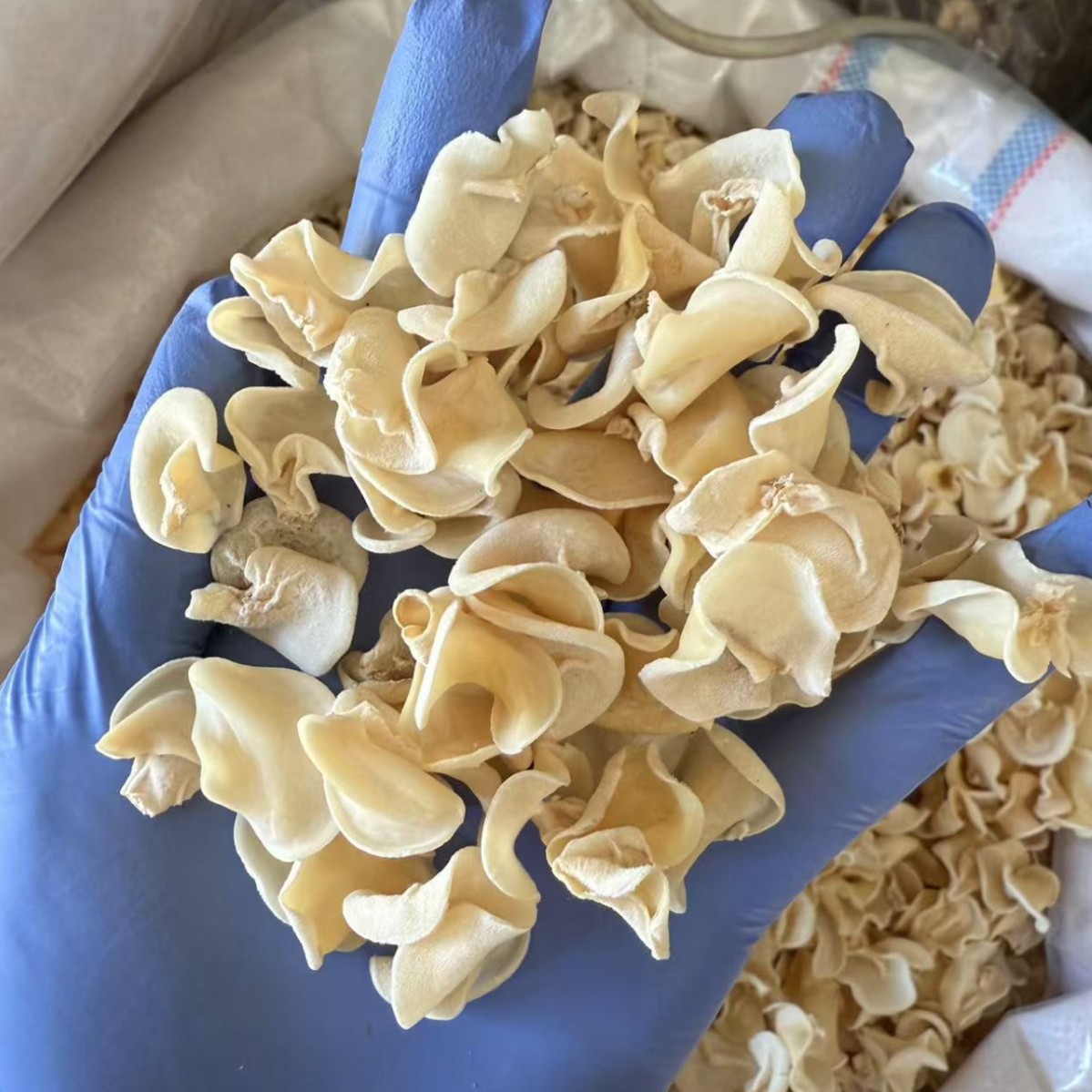 Dried White Wood Ear Mushroom 500g Natural Sun Dried Tremella for Soups and Cold Dishes - Image 4