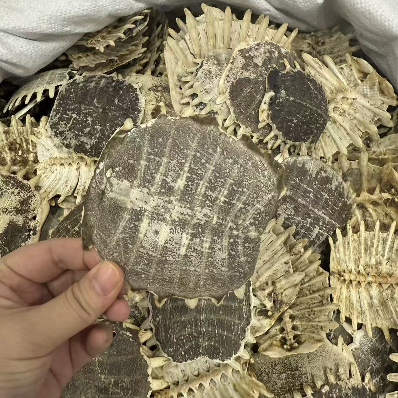 Dried Turtle Shell Bie Jia 500g Traditional Chinese Herb Sun-Dried Raw Material - Image 2