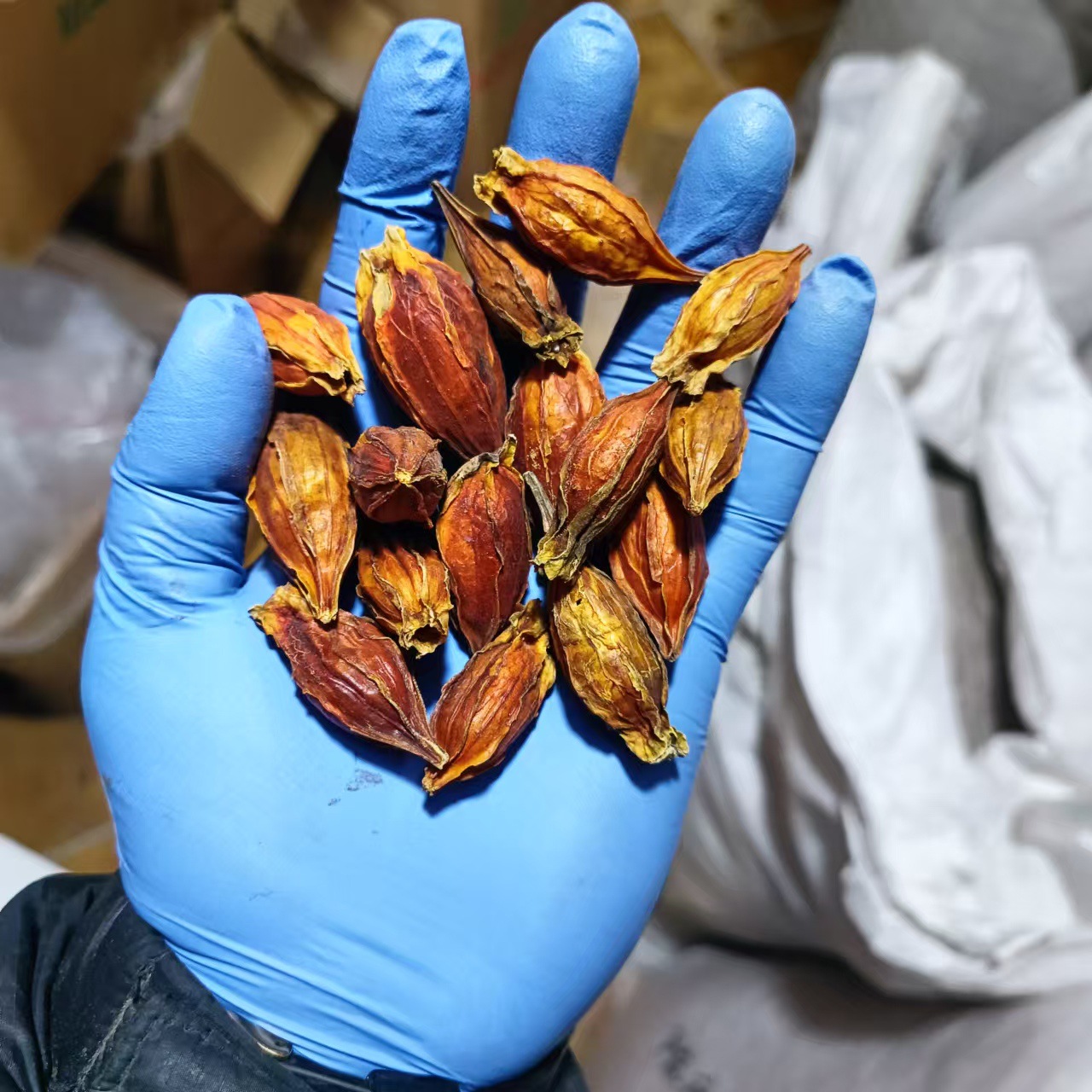 Dried Gardenia Fruit Zhi Zi 500g Red Gardenia Jasminoides for Herbal Tea and Decoction - Image 4