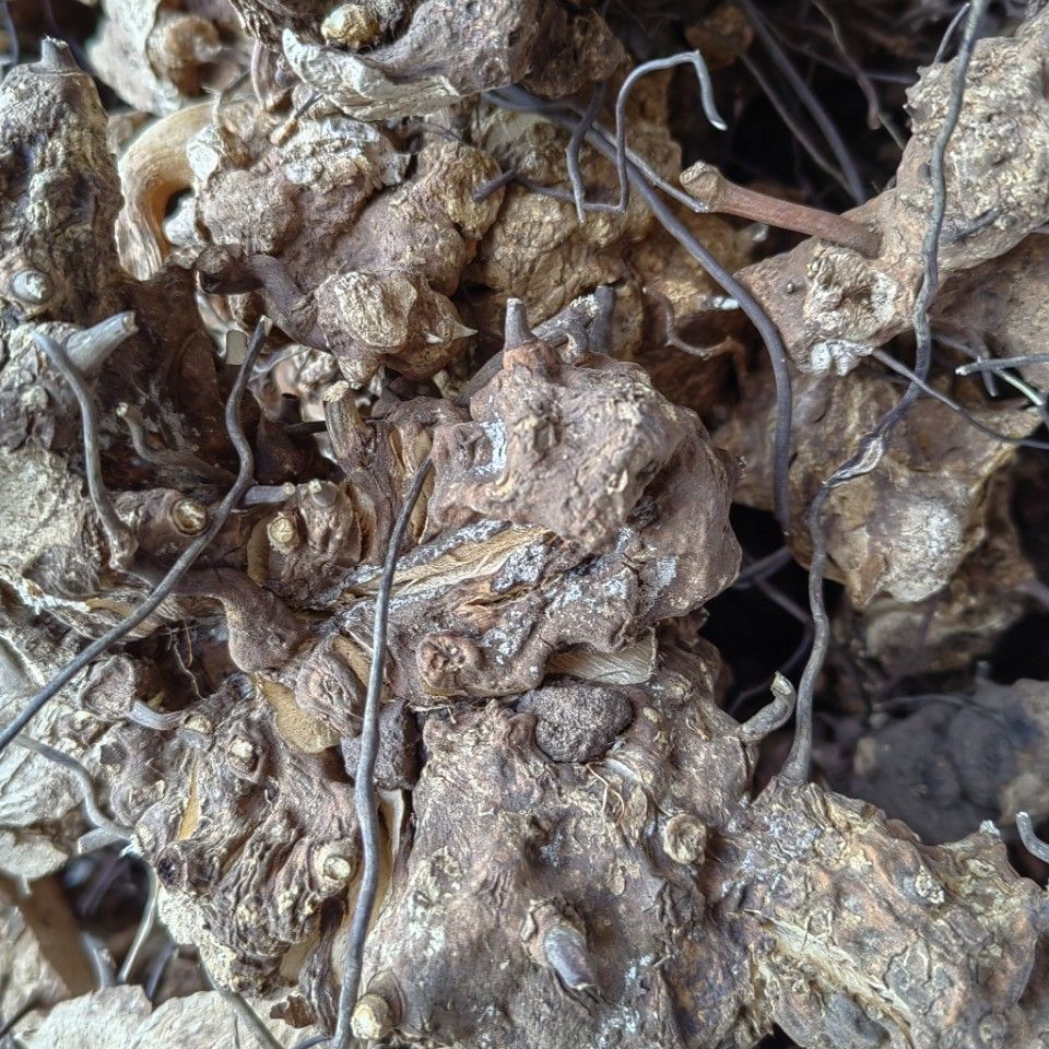 Wu Bi Jia Ge Root (Jie Yuan Gen) — Dried Food Herb for Wine & Tea Infusion - Image 4