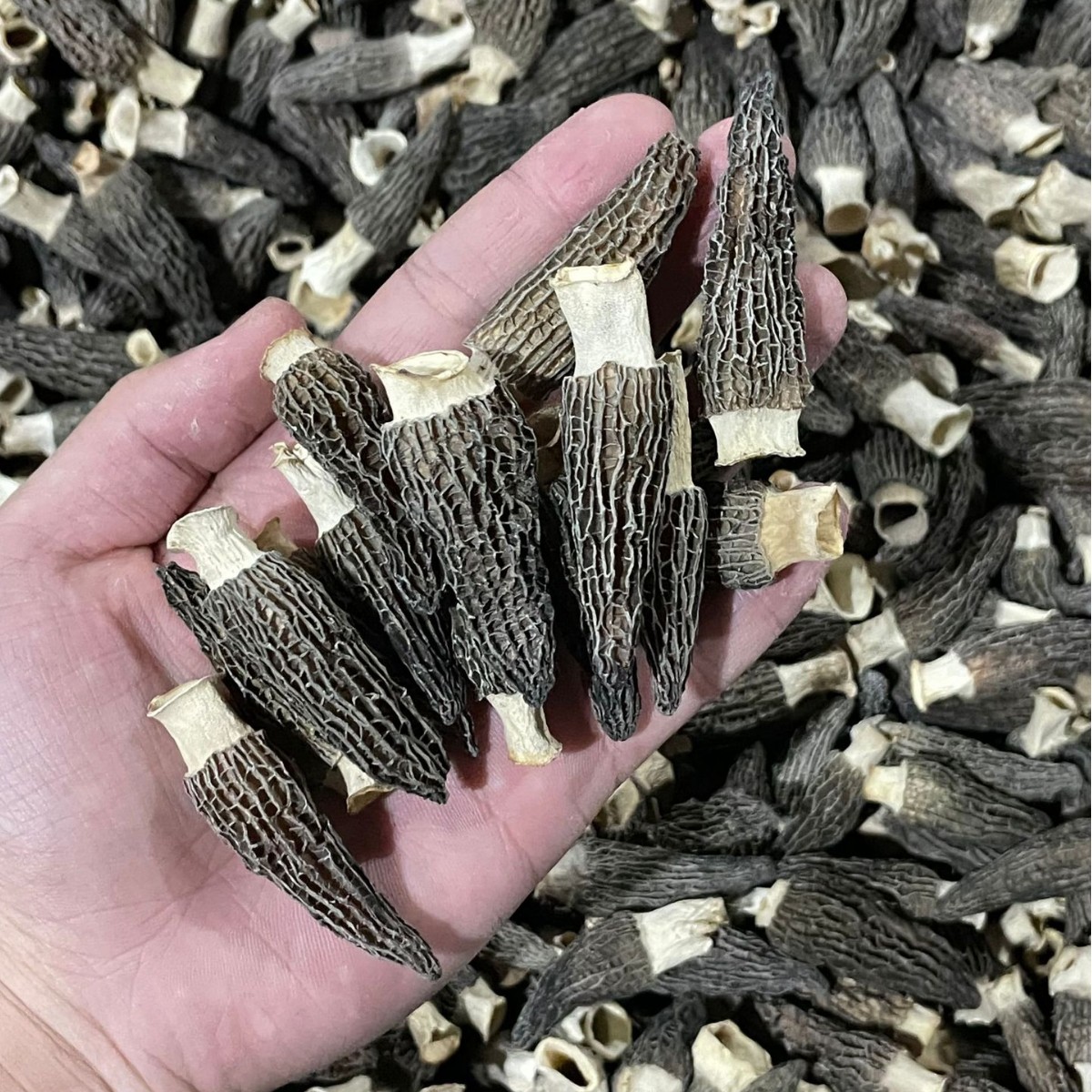 Dried Morel Mushroom 4-6cm Premium Grade Yunnan Soup Ingredient 50g Bag - Image 3