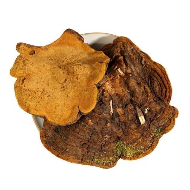 Wild Sanghuang Mushroom Tea Chunks 500g Tibetan Phellinus Whole Piece Herbal Decoction - Image 5