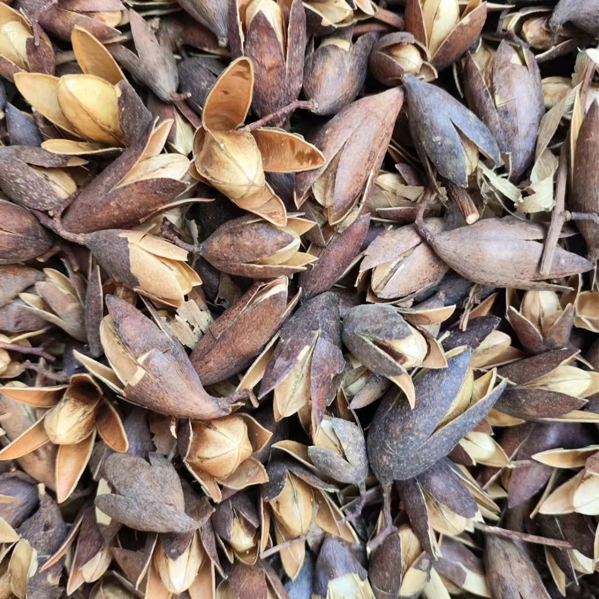 Xiang Chun Zi (Toona sinensis Seeds) — Dried Food Herb, 500g - Image 4