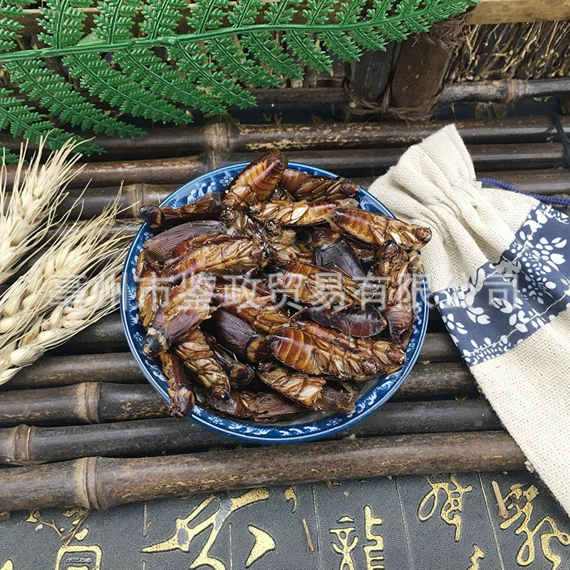 Dried American Cockroach Periplaneta Americana Fei Lian TCM Raw Herb 500g - Image 2