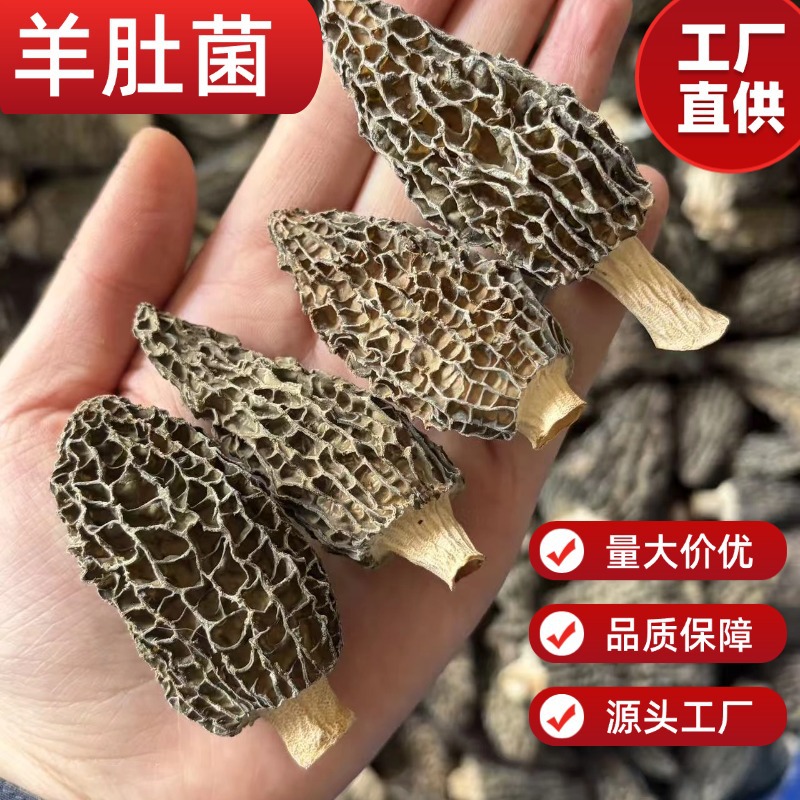 Fresh Morel Mushrooms Yang Du Jun 500g Jilin Origin Direct Supply - Image 2
