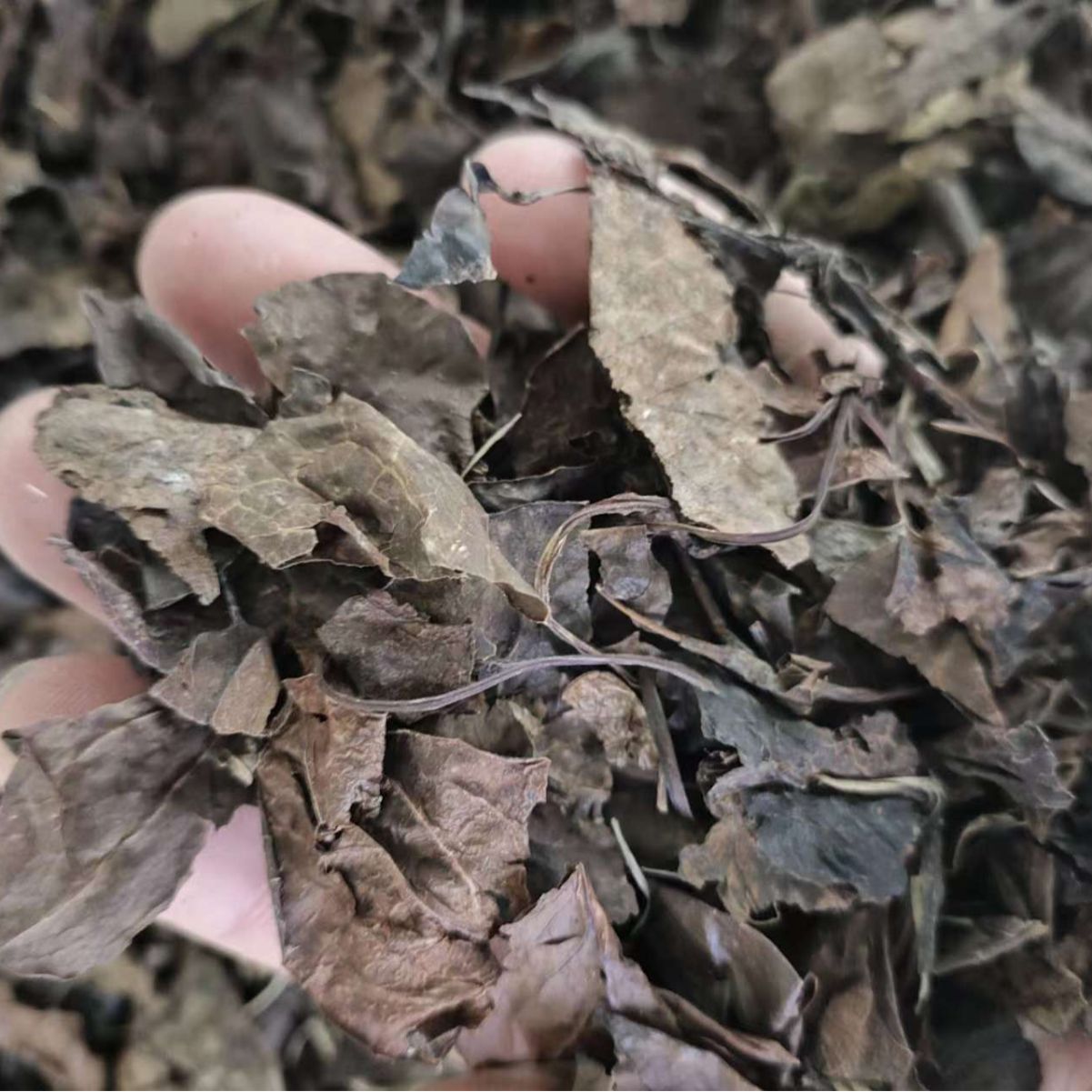 Lu Xian Cao (Pyrola calliantha) — Dried Deer-Hoof Herb, Food Herb for Tea & Soup - Image 3