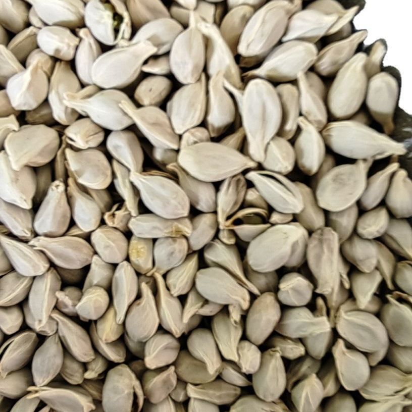 Ju He (Citrus reticulata Seed) — Dried Tangerine Seed for Herbal Decoction & Tea - Image 5