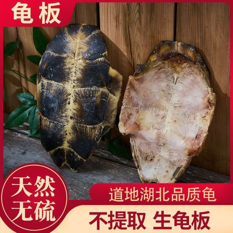 Gui Ban (Plastrum Testudinis) — Dried Turtle Shell Pieces, Whole 500g, Zhejiang Origin - Image 3