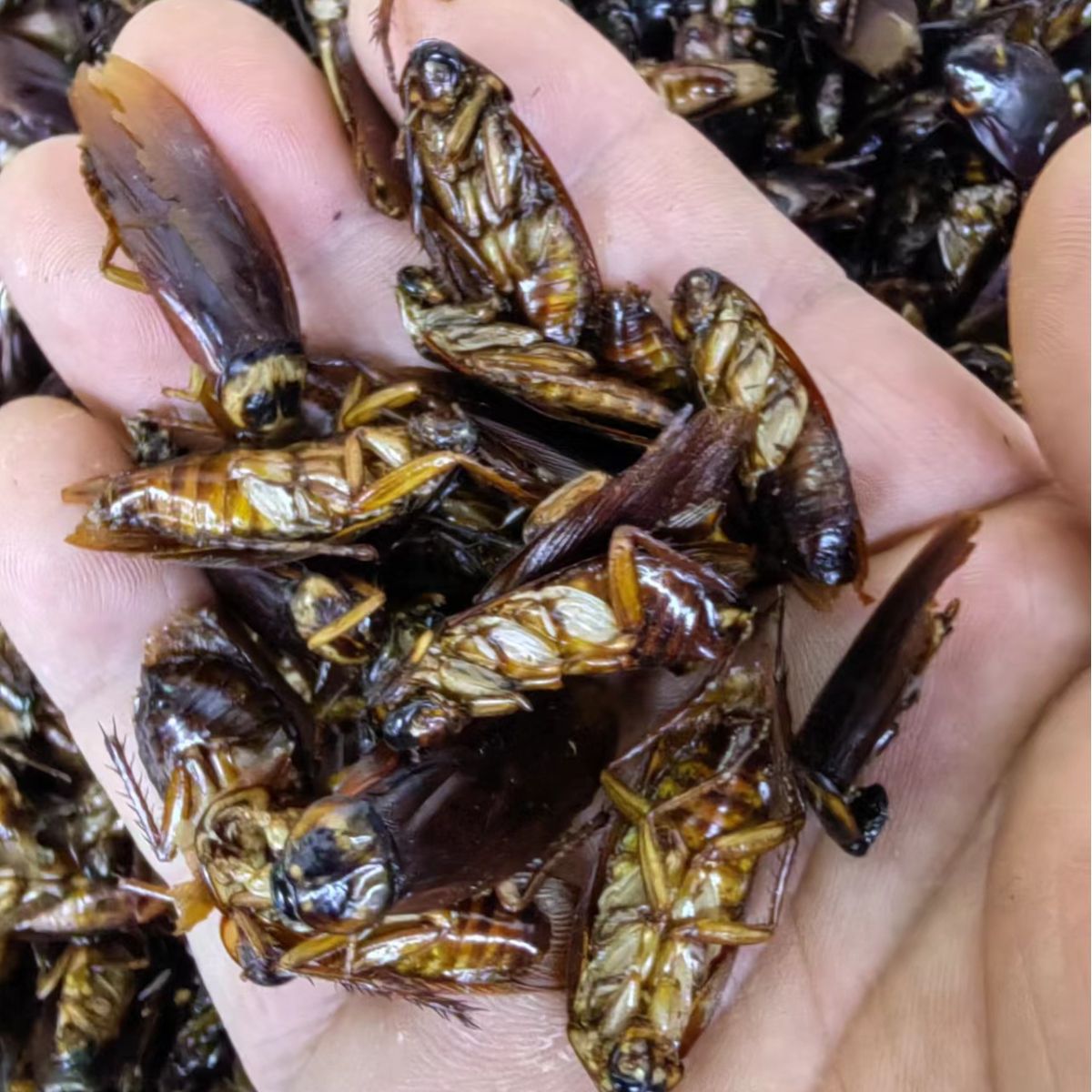 Dried Cockroach (Eupolyphaga sinensis) — Traditional Chinese Medicinal Insect, 500g - Image 3