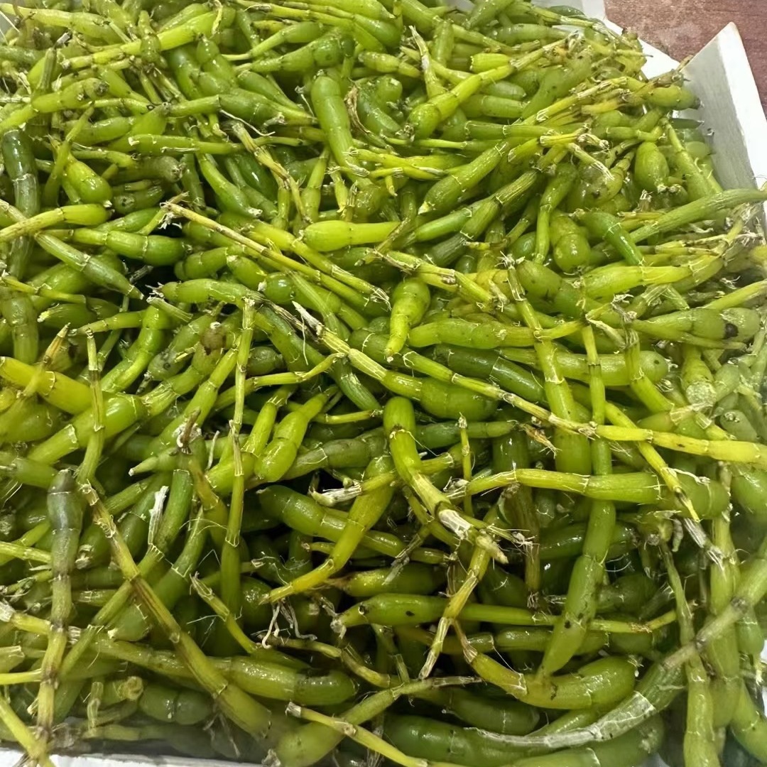 Huoshan Dendrobium Fresh Stems Mi Hu 霍山米斛 Ready-to-Eat 500g - Image 2