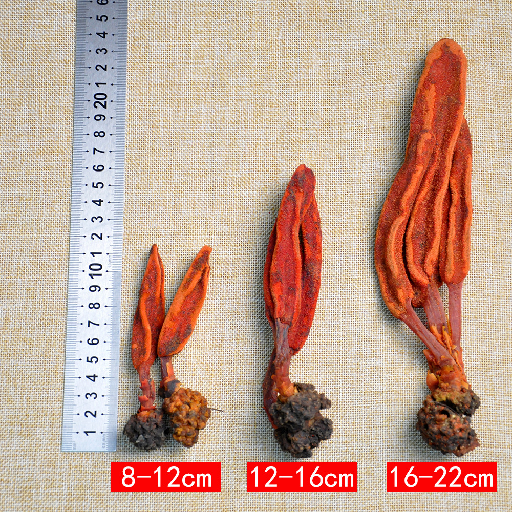 Huichun Cao Dried Herb 500g Yunnan Highland Suoyang Cao Traditional Herbal Decoction Pieces - Image 2