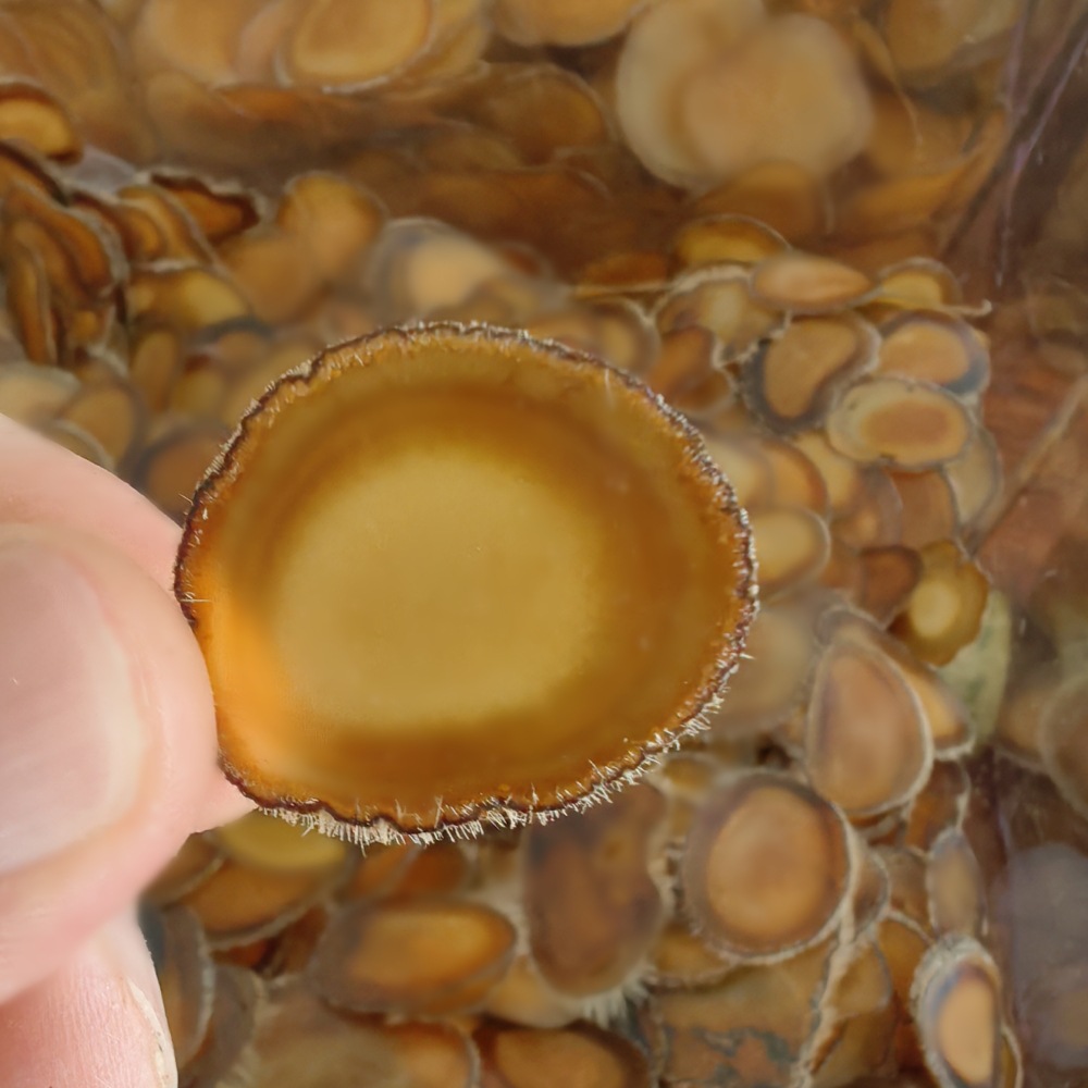 Deer Antler Slices Lu Rong Quan La Pian Full Wax Slices for Soup and Wine Infusion 5g - Image 4