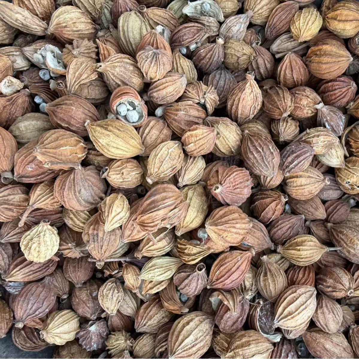 Dried Xiang Sha Spice Amomum Fruit 500g Premium Grade for Herbal Soups and Culinary Use - Image 2