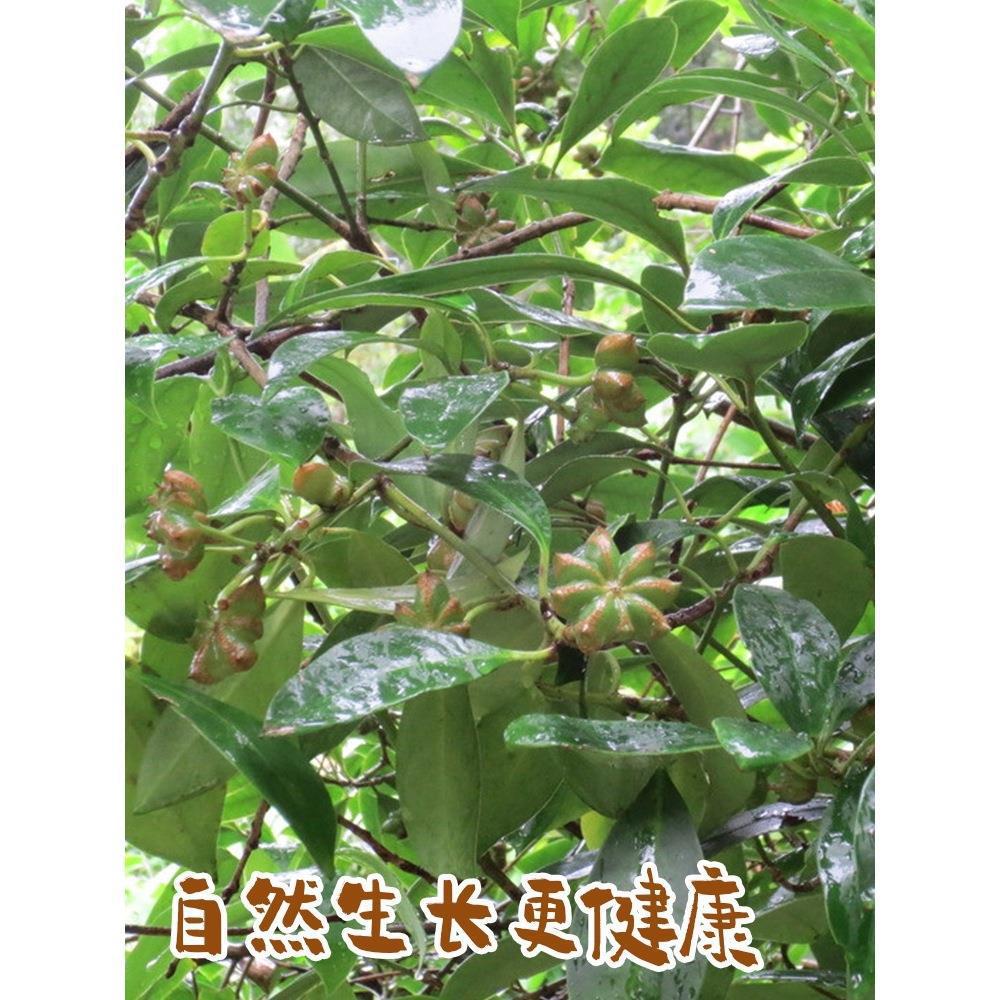 Star Anise Ba Jiao Hui Xiang Whole Dried Spice 1000g for Braising Stews and Marinades - Image 4