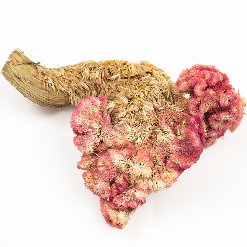 Dried Cockscomb Flower Ji Guan Hua 鸡冠花 Celosia cristata Whole Herb 500g for Herbal Tea and Decoction - Image 2