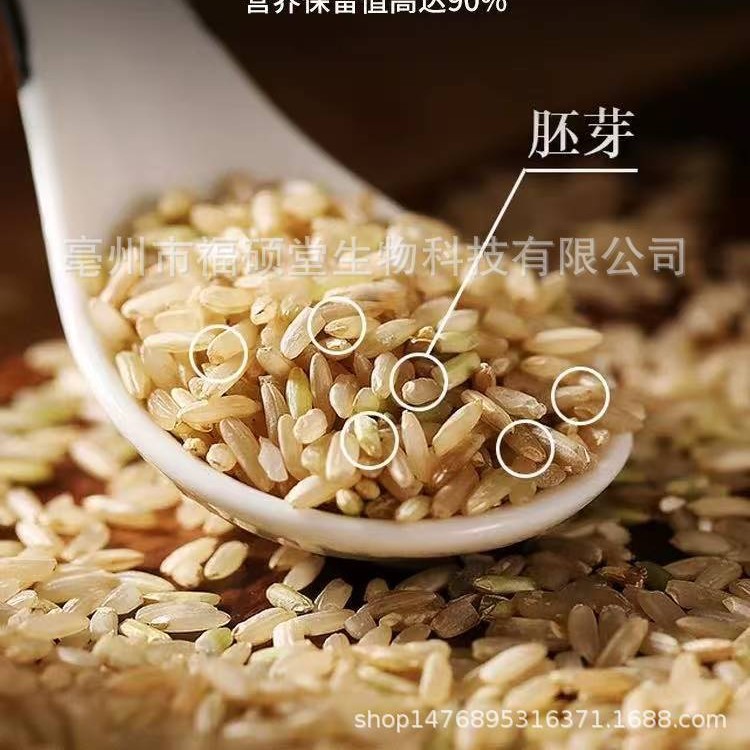 Japonica Rice (Oryza sativa) — Dried Food Grain for Congee & Daily Nourishment - Image 3