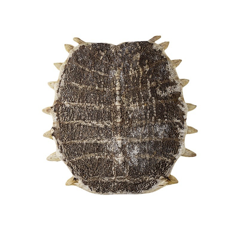 Bie Jia (Trionyx sinensis Carapace) — Vinegar-Processed Soft-Shell Turtle Shell, Dried TCM Herb - Image 5