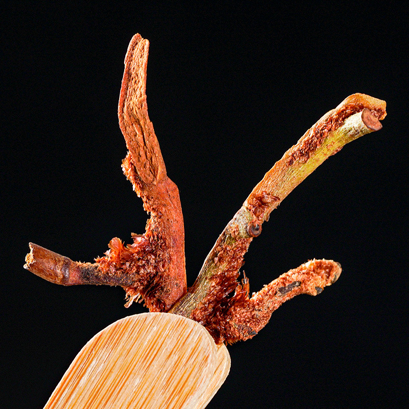 Gu Sui Bu (Drynaria fortunei) — Dried Food Herb Rhizome, Stir-Fried & Sun-Dried - Image 4