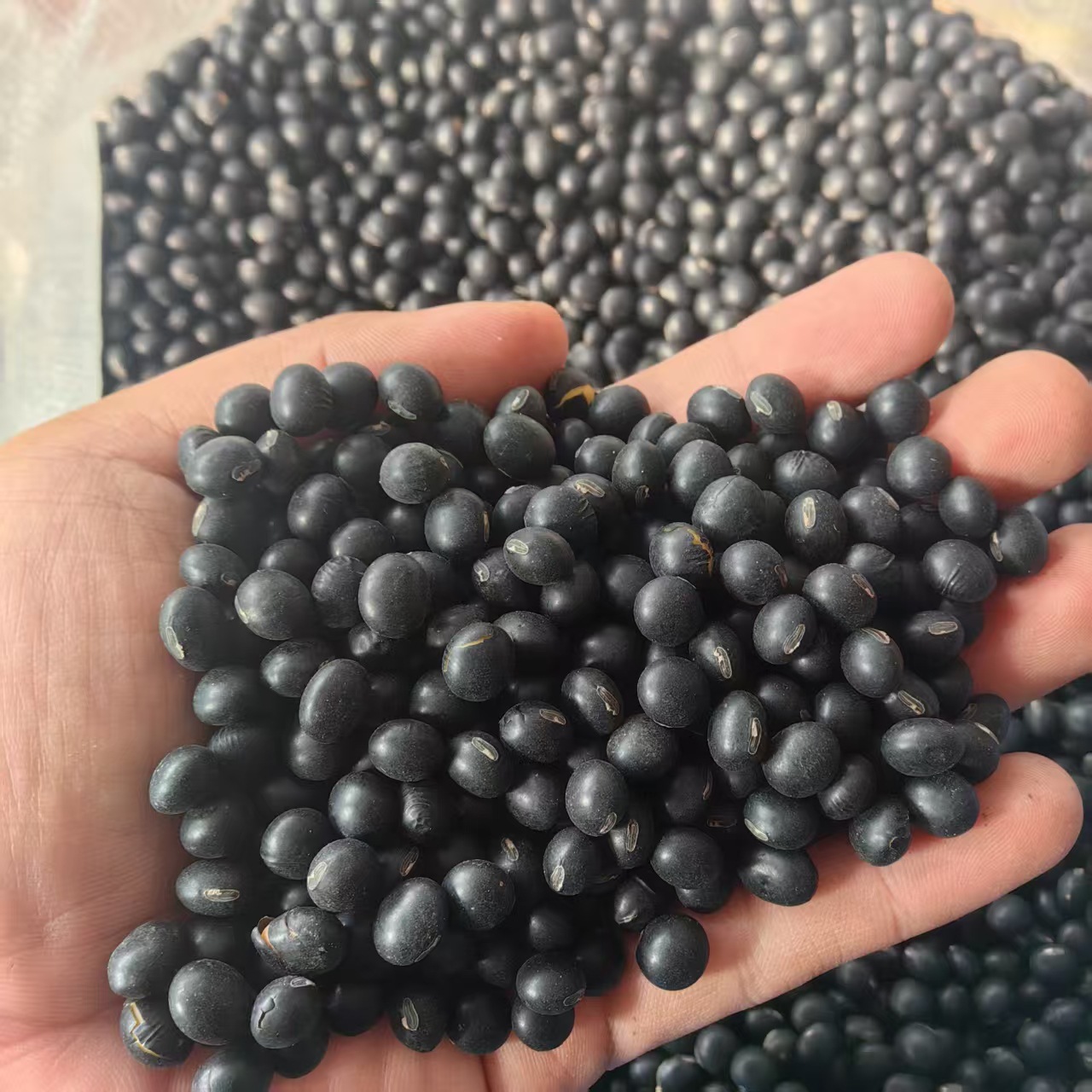 Northeast Yellow-Heart Black Beans Hei Dou 2025 New Season Dried Whole Beans for Cooking and Herbal Use - Image 2