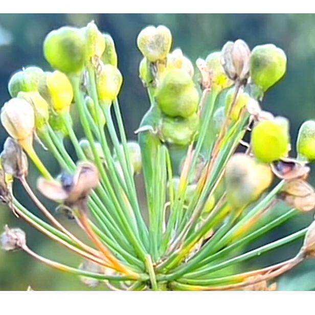 Chinese Chive Seed Tea Jiu Cai Zi Wild Leek Seeds Dried Herbal Seeds for Tea Wine Infusion 500g - Image 4