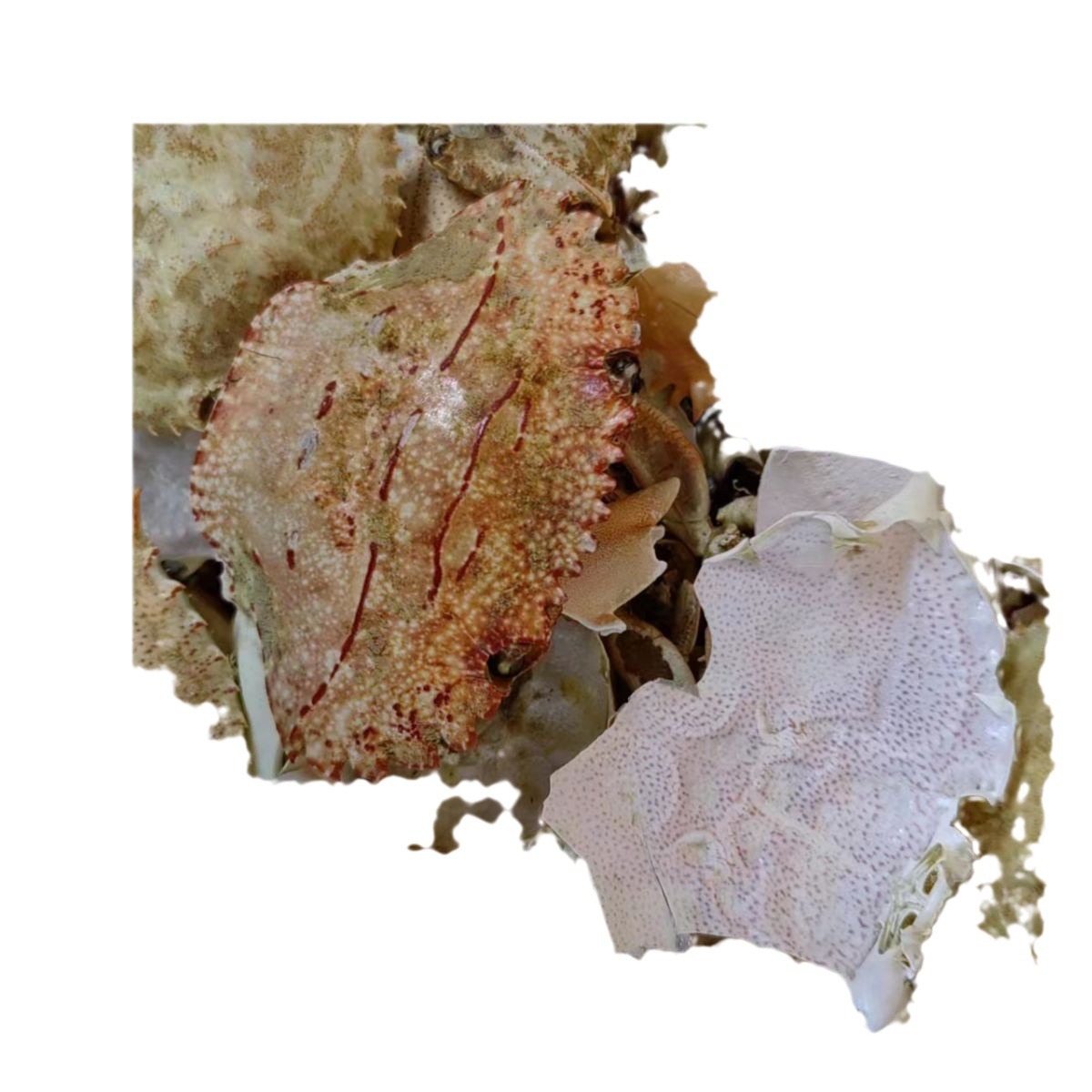 Fang Hai (Eriocheir sinensis Shell) — Dried Crab Shell Pieces & Powder, 500g - Image 5