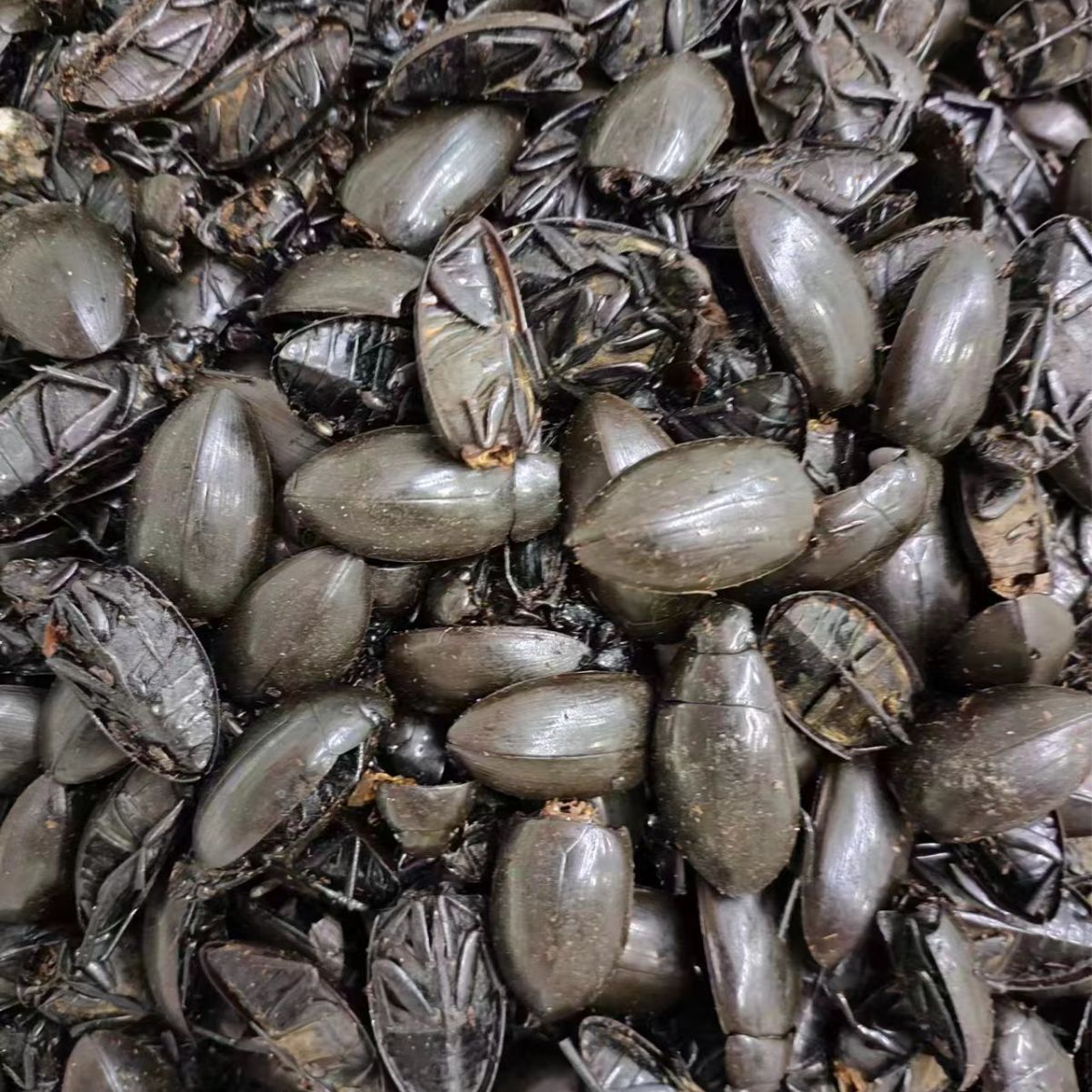 Golden-Edged Diving Beetle (龙虱) — Dried Edible Insect, Traditional Food-Use Ingredient - Image 2