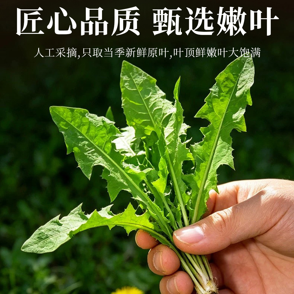 Dandelion Leaf Tea Pu Gong Ying 500g Naturally Sun Dried Loose Herbal Tea for Daily Brewing - Image 4