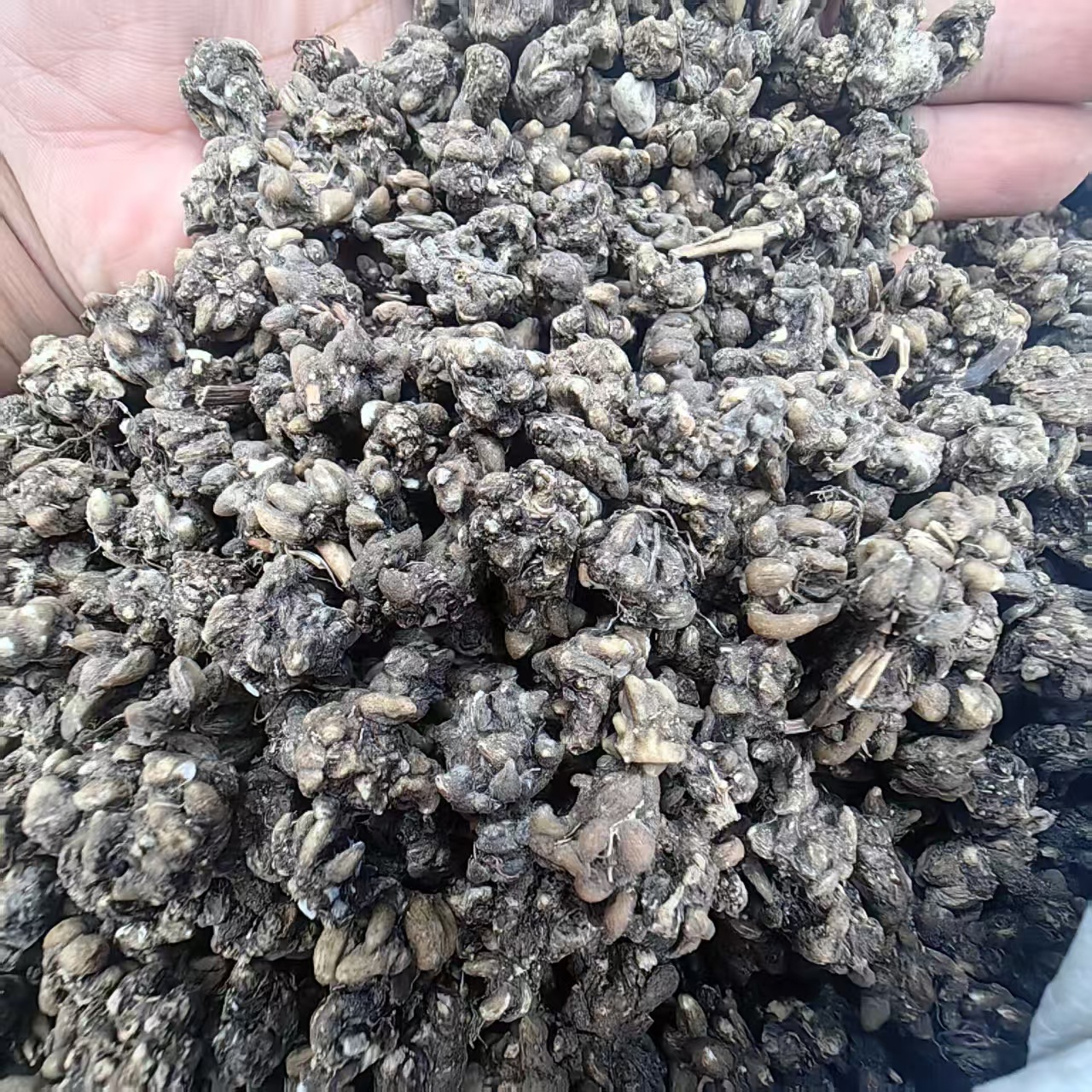 Cat's Claw Herb Mao Zhua Cao 500g Dried Radix Ranunculi Ternati Root Slices for Decoction and Herbal Tea - Image 4