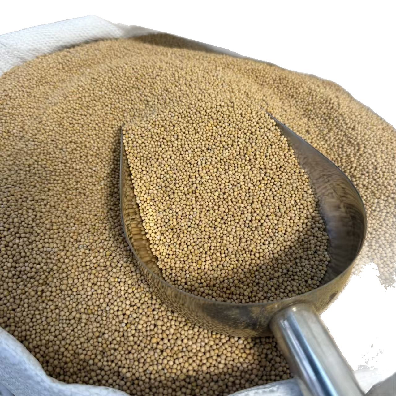 White Mustard Seed Bai Jie Zi 500g Dried Herbal Granules for Traditional Decoctions - Image 4