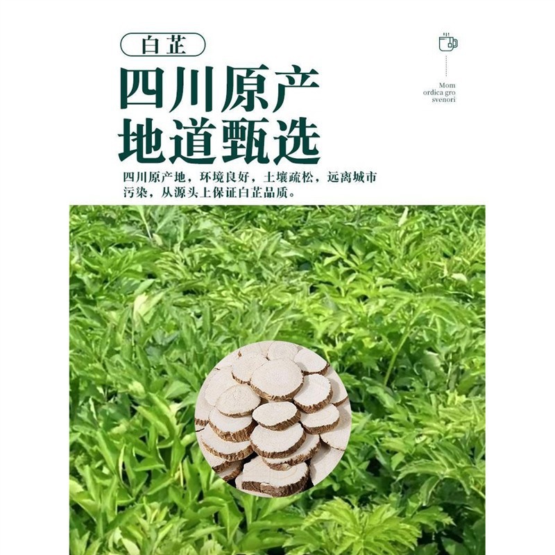 Dried Angelica Dahurica Slices Bai Zhi 500g Bulk Chinese Herb for Cooking and Decoction - Image 2