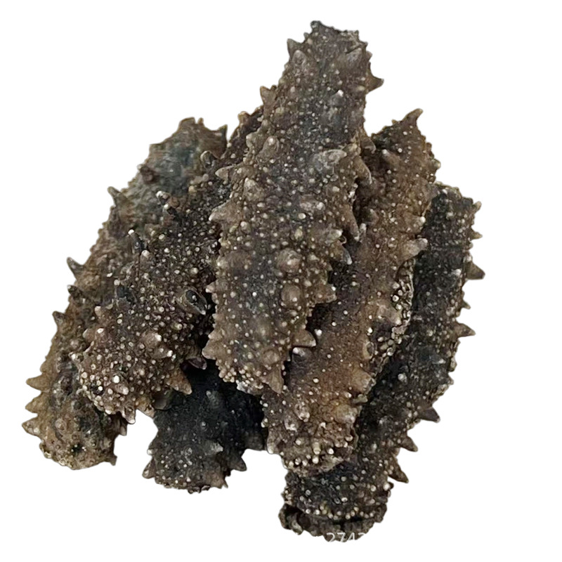 Dalian Lightly Dried Sea Cucumber 6-7 Year Dried Seafood 50g Grade 8-9 Pieces - Image 5