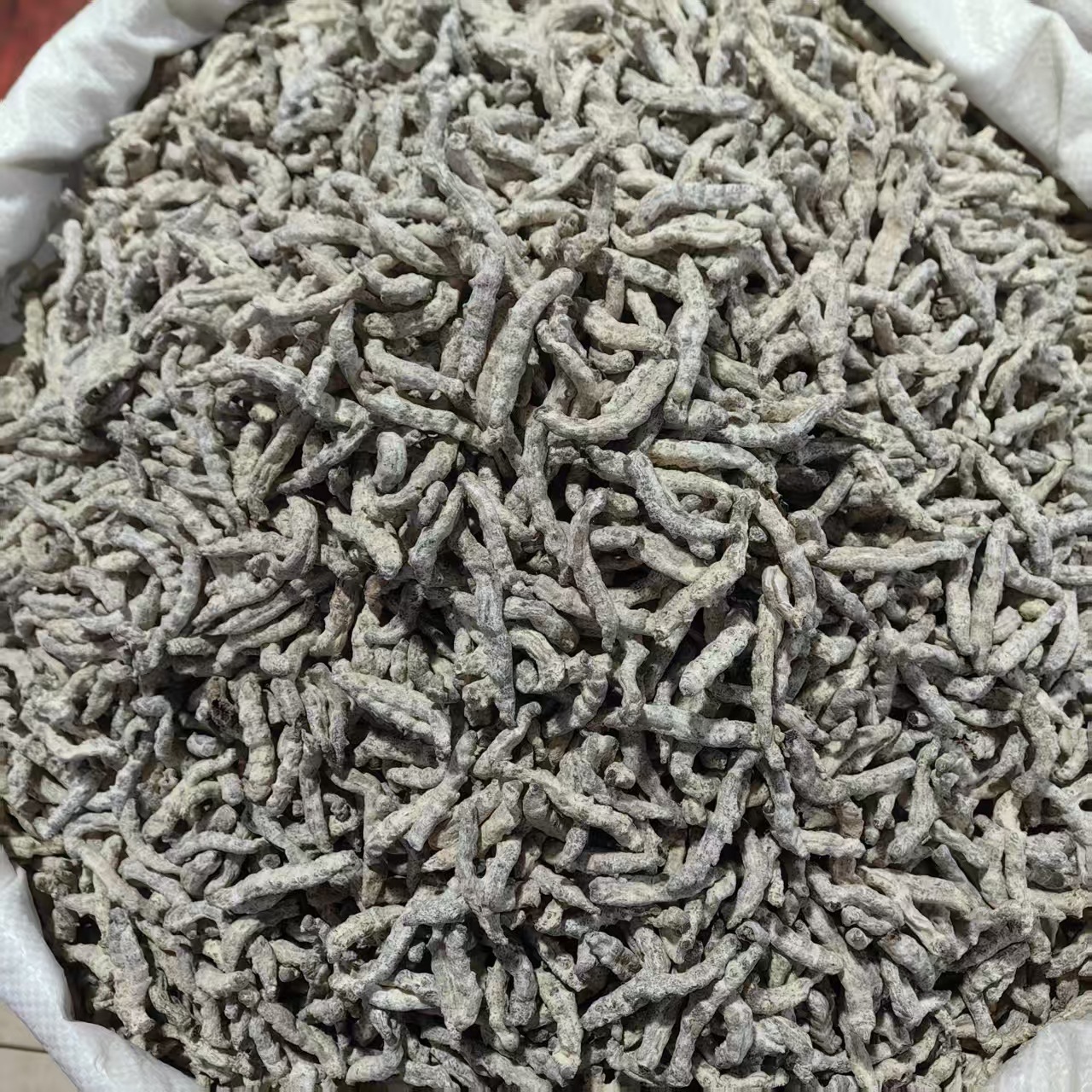 White Silkworm Jiang Can 500g Yunnan Sun Dried Bombyx Batryticatus Traditional Chinese Herb - Image 2