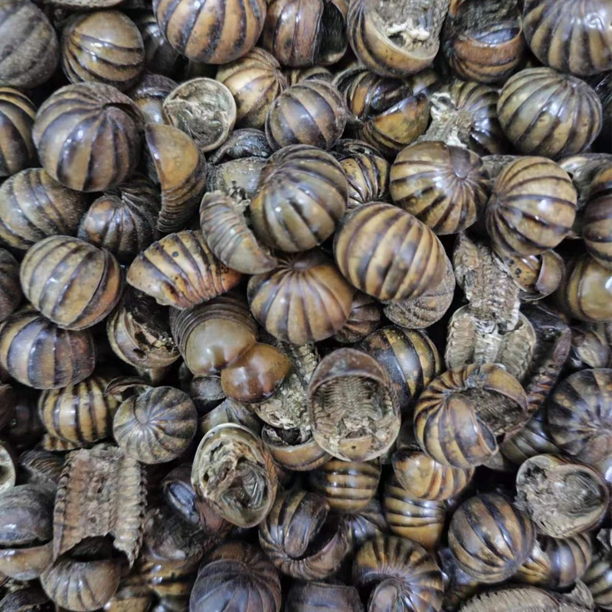 Gun Shan Chong (Rolling Mountain Insect) — Dried TCM Insect Herb, Powder Service Available - Image 4