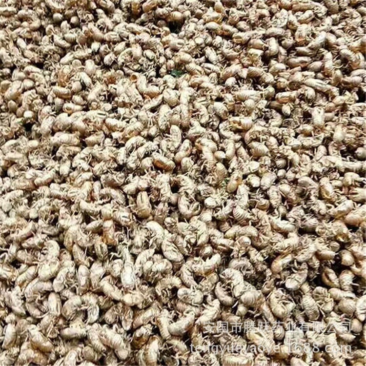 Cicada Slough Chan Tui 蝉蜕 Dried Whole Insect Molt Natural Sun-Dried Traditional Chinese Herb 1000g - Image 5